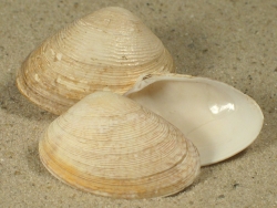 Polititapes aureus - Veneridae