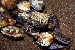 Ruditapes philippinarum - Veneridae