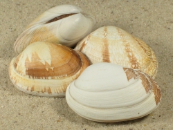 Venerupis corrugata pallustra - Veneridae