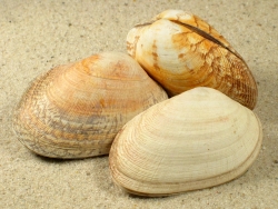 Venerupis corrugata senegalensis - Veneridae