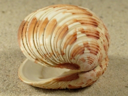 Venus casina - Veneridae