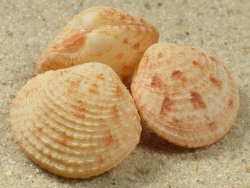 Globivenus toreuma - Veneridae