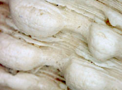 Venus verrucosa - Veneridae