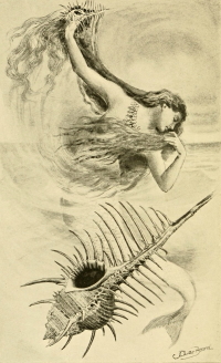 Murex pecten - Muricidae