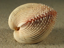 Vepricardium multispinosum - Cardiidae