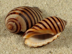 Vexilla vexillum - Muricidae