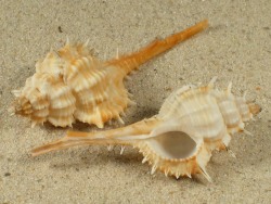 Vokesimurex mindanaoensis - Muricidae