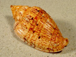 Voluta polypleura - Volutidae