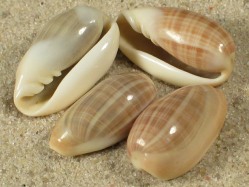 Volvarina angustata - Marginellidae