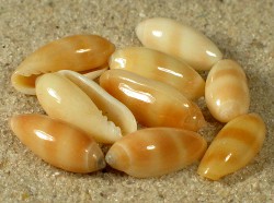 Volvarina philippinarum - Marginellidae