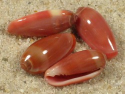 Volvarina taeniata - Marginellidae