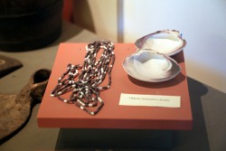 Mercenaria mercenaria - Veneridae