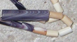 Busycotypus canaliculatus - Busyconidae