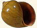 Ampullariidae - Pila polita