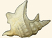 Aporrhaidae - Aporrhais pespelecani