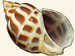 Babyloniidae - Babylonia areolata