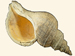 Buccinidae - Neptunea antiqua