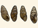 Cochlicopidae - Cochlicopa lubrica / Bearbeitung des Bildes Cochlicopa-lubrica 03.jpg von Francisco Welter Schultes aus Wikimedia