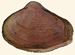 Corbulidae - Corbula gibba