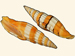 Costellariidae - Vexillum citrinum