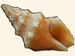 Drillidae - Clavis unizonalis