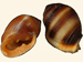 Ellobiidae - Cassidula schmackeriana