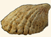 Vermetidae - Serpulorbis colubrinus