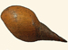 Lymnaeidae - Lymnaea stagnalis