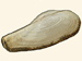 Lyonsiidae - Loyonsia norvegica