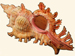 Muricidae - Chicoreus aculeatus