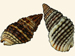 Nassariidae - Nassarius festivus