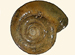 Oxychilidae - Oxychilus alliarius / Bearbeitung des Bildes Oxychilus alliarius.jpg von Francisco Welter Schultes aus Wikimedia