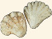 Plicatulidae - Plicatula gibbosa
