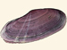 Psammobiidae - Gari elongata