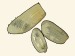 Retusidae - Retusa truncatula