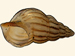 Rissoidae - Pusillina lineolata