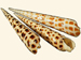 Terebridae - Terebra areolata