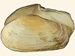 Thrakiidae - Thracia pubescens