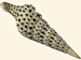 Turridae - Turris babylonia