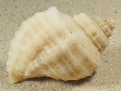 Xanthochorus cassidiformis - Muricidae