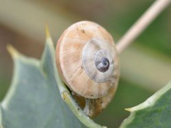 Xerosecta explanata - Hygromiidae