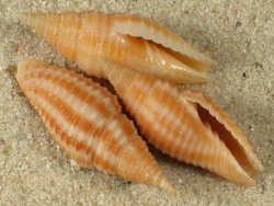 Ziba flammea - Mitridae