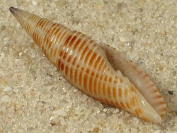 Ziba rehderi - Mitridae