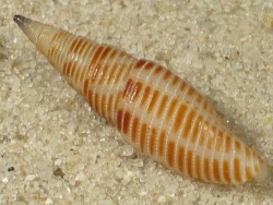 Ziba rehderi - Mitridae