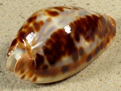 Zoila friendii - Cypraeidae