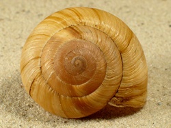 Zonites algirus - Zonitidae
