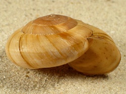 Zonites algirus - Zonitidae