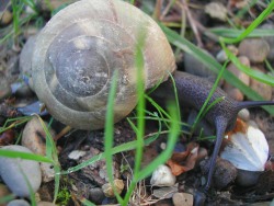 Zonites algirus - Zonitidae