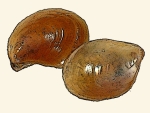 Aplysiidae
