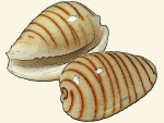 Cystiscidae